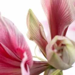 Van Zyverden Amaryllis Pink Gervase Flower Bulb -Outdoor Garden Store GUEST aac484c0 38ee 4a80 a1ad 6a991f94d6f7