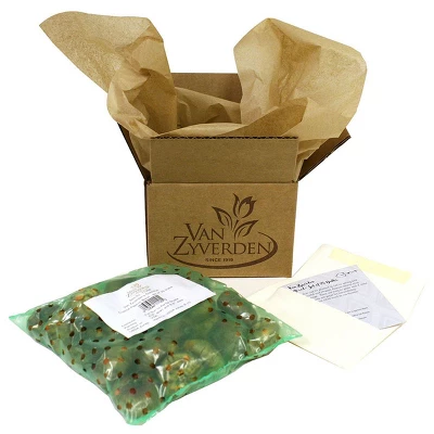 Wind Flowers Anemone Blanda Mixed Set Of 25 Bulbs - Van Zyverden 2 Wind Flowers Anemone Blanda Mixed Set Of 25 Bulbs - Van Zyverden - Image 2