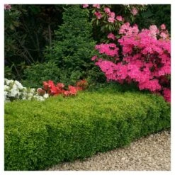 Boxwood 'Wintergreen' U.S.D.A. Hardiness Zones 4-9 Cottage Hill -Outdoor Garden Store GUEST aedc6727 8a4e 447b 9f8c 2e3cd2c7e0ab