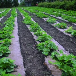 DeWitt NAT4300 4 X 300 Ft All Natural Organic Biodegradable Paper Mulch Garden Weed Control Barrier -Outdoor Garden Store GUEST afa47aaa d8ff 4a47 84fc 392b9a8b5666