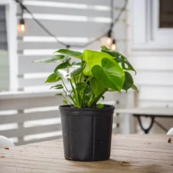 10" Monstera Swiss Cheese Plant - National Plant Network -Outdoor Garden Store GUEST c14d0e65 f28e 4a64 b549 2a4eb70930ef