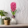 Fragrant Pink Hyacinth Bulb With Forcing Vase - National Plant Network