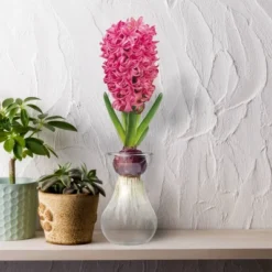 Fragrant Pink Hyacinth Bulb With Forcing Vase - National Plant Network