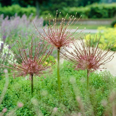 Set Of 3 Allium Schubertii Bulbs - Van Zyverden 2 Set Of 3 Allium Schubertii Bulbs - Van Zyverden - Image 2