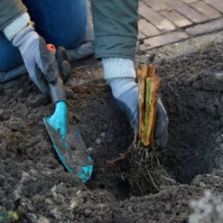 3ct Bearded Iris Superstition Roots - Van Zyverden 5 3ct Bearded Iris Superstition Roots - Van Zyverden -Outdoor Garden Store GUEST c9426e2e 04ac 48d2 a640 dd1acba3de3d