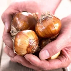 25ct Paperwhites Bulbs - Van Zyverden -Outdoor Garden Store GUEST d26627c6 d4e9 44cb a677 ea09e279be28