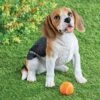 Collections Etc Hand-Painted Happy Beagle Garden Statue White