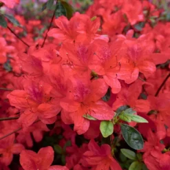 Encore 1pc Azalea Autumn Sunset - National Plant Network