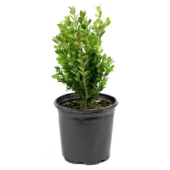 Boxwood 'Wintergreen' U.S.D.A. Hardiness Zones 4-9 Cottage Hill -Outdoor Garden Store GUEST f050af9d 0ce0 48b8 92c3 ad2ccf29e1db