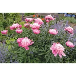 Gardener's Supply Company Essex Plant Support | Sturdy Metal Plants Support Frame For Peonies, Rose Ornamental Flower Garden Cage | Wide Top Rings -Outdoor Garden Store GUEST f939ee89 36bf 47cf 846d 7e93e8d694cd