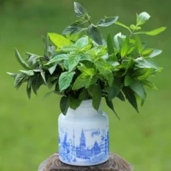 Burpee Herb 'Chocolate Mint' 1pc Seasonal Grown In All U.S.D.A. Hardiness Zones National Plant Network 4" -Outdoor Garden Store GUEST ffa3c648 856d 4e70 986c 12e411169531